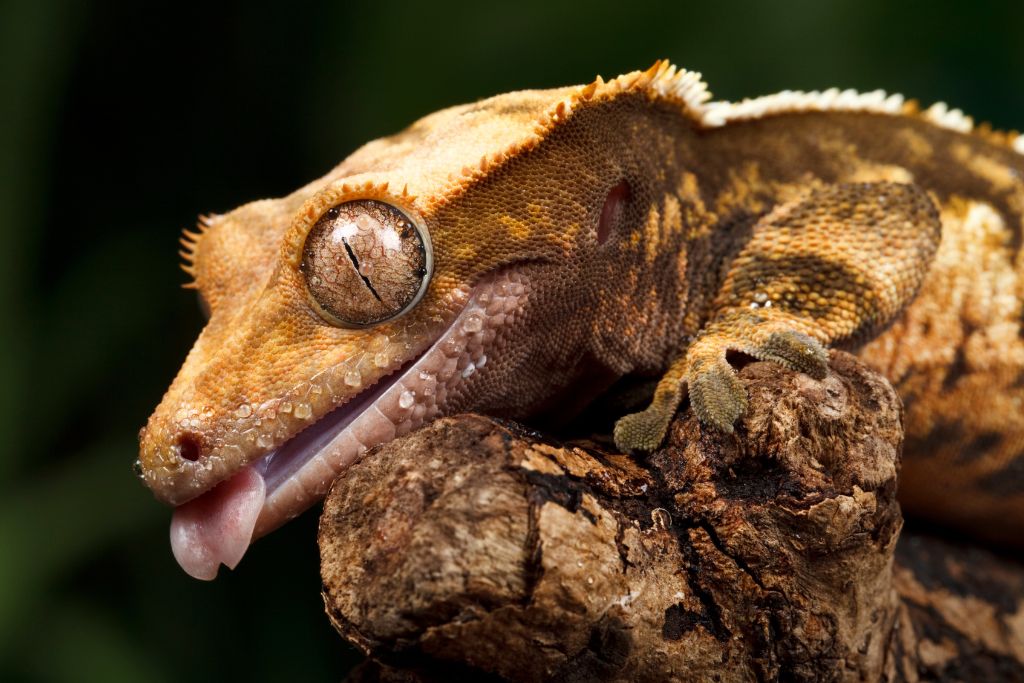 crestec gecko sticking its tongue out on a wood
