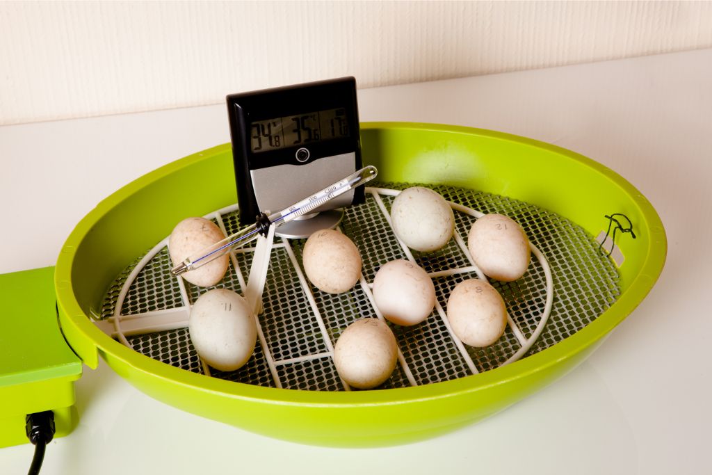 green egg incubator with digital thermometer