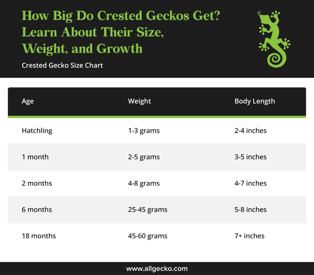 image for crested gecko size chart summary